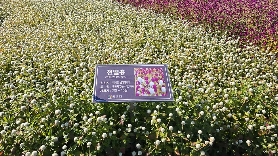 천일홍 짱 이쁨